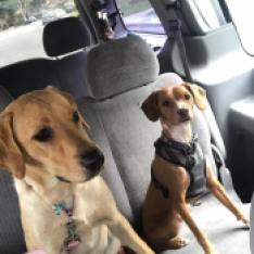Pet Taxi is a safe ride