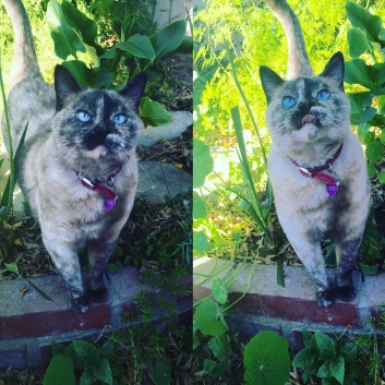 Babi Kitty loves beng outside